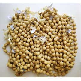 50 Pcs Best Quality 32" NATURAL-BEIGE Kukui Nut Necklaces Leis Wholesale