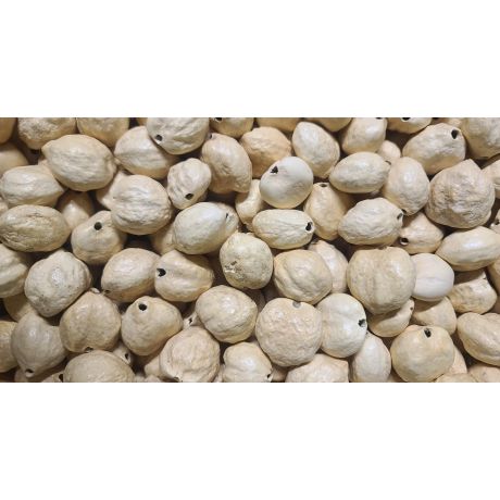32 Pcs IVORY Loose Real Kukui Nuts 